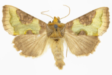 Diachrysia stenochrysis
