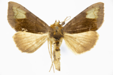 Diachrysia chryson