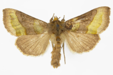 Diachrysia chrysitis