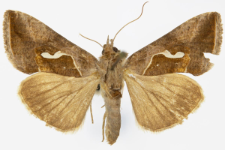 Macdunnoughia confusa
