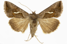 Macdunnoughia confusa