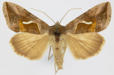 Macdunnoughia confusa