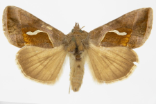 Macdunnoughia confusa