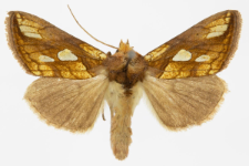 Plusia festucae