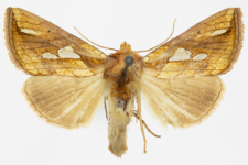 Plusia festucae