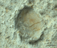Goniodromites kubai