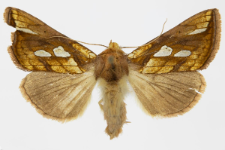 Plusia festucae