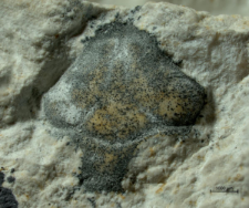 Tanidromites sculpta