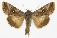 Autographa gamma