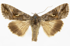 Autographa gamma