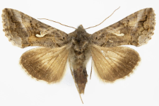 Autographa gamma