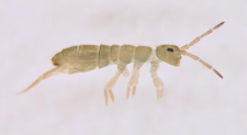 Isotoma viridis