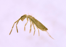 Isotoma viridis