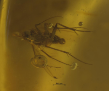 Mycetophilidae