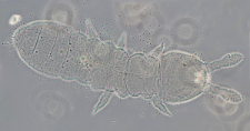 Oligaphorura absoloni