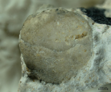 Tanidromitidae