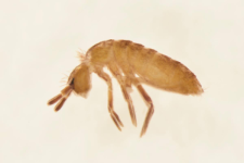 Tomocerus minor