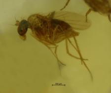 Dolichopodidae