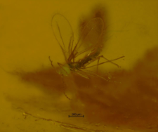 Cecidomyiidae