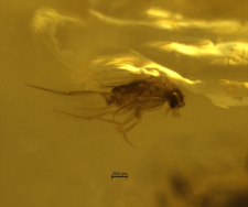 Phoridae