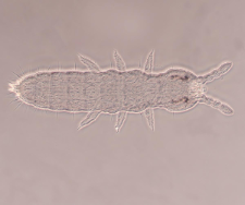 Tetracanthella pilosa