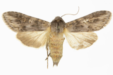 Autographa artemisiae