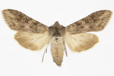 Autographa artemisiae