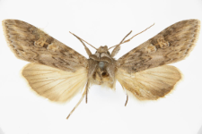 Autographa artemisiae