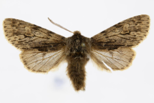 Brachionycha nubeculosa