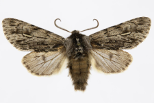 Brachionycha nubeculosa