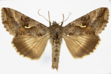 Autographa gamma