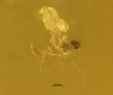 Cecidomyiidae