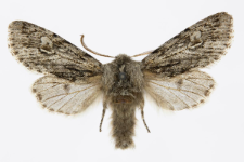 Brachionycha nubeculosa