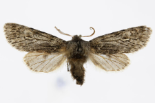 Brachionycha nubeculosa