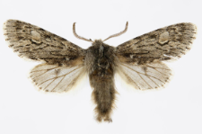 Brachionycha nubeculosa