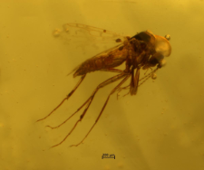 Cecidomyiidae