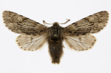 Brachionycha nubeculosa