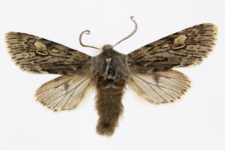 Brachionycha nubeculosa