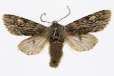 Brachionycha nubeculosa