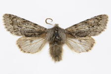 Brachionycha nubeculosa