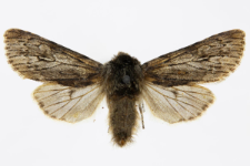 Brachionycha nubeculosa