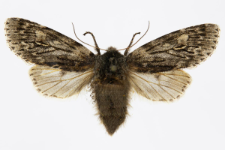 Brachionycha nubeculosa