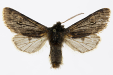 Brachionycha nubeculosa