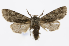 Brachionycha nubeculosa