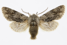 Brachionycha nubeculosa