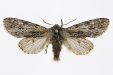 Brachionycha nubeculosa