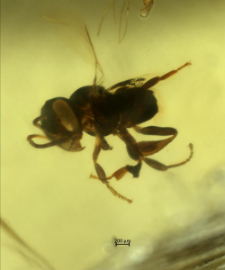 Hymenoptera