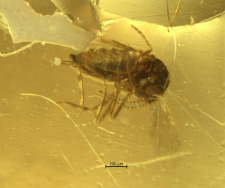 Cecidomyiidae