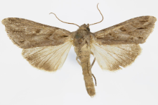 Cucullia fraudatrix