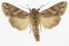 Cucullia fraudatrix